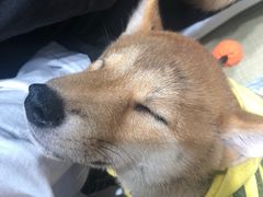 -逗柴咖啡屋·狗咖猫咖宠物桌游