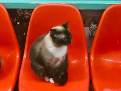 -猫咪博物馆(顶澳仔猫街店)