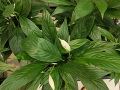 -清心素食自助餐厅(夫子庙店)