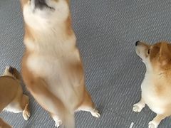 -柴源莊·柴小宠柴犬咖啡