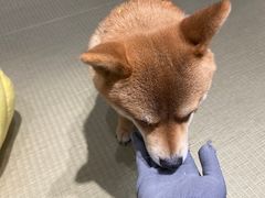 -逗柴咖啡屋·狗咖猫咖宠物桌游