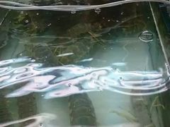 -拉威海鲜市场