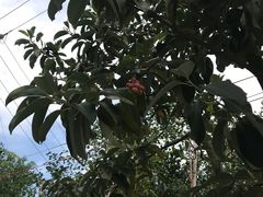 -呼吸森林·生态农庄农家乐私房菜