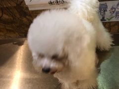 -more than meow吴止猫主题餐厅(承德 中船汇店)