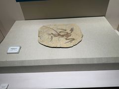 -辽宁古生物博物馆