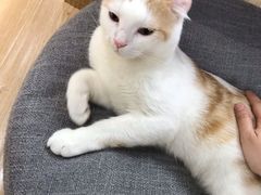 -猫和宫(六道口店)
