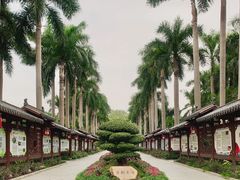 -金花茶公园
