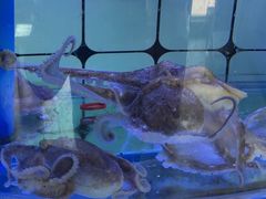 -日照大牌檔•小船海鲜(万平口店)