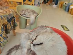 -平行世界·猫咖(首经贸店)