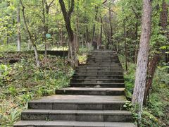 -铁山坪森林公园