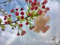 -绵阳盛世樱花悠乐谷