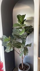 -Garden花園造型