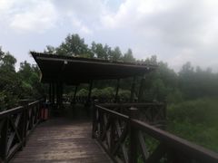 -大亚湾红树林城市湿地公园