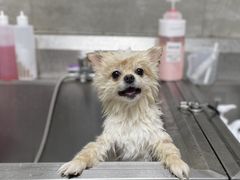 -宠物梦想家(日月豪庭店)