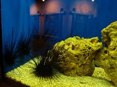 -上海海洋水族馆