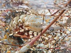 -海鲜e族(马王堆店)