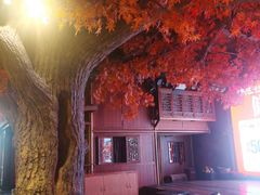 -老凯俚酸汤鱼(多彩城店)