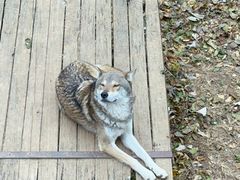 -大连森林动物园