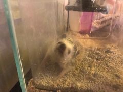 -平行世界·猫咖(首经贸店)