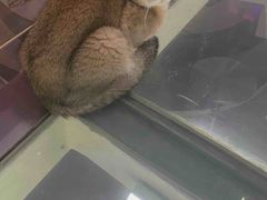 -极木²邸 人与宠物·互动社区