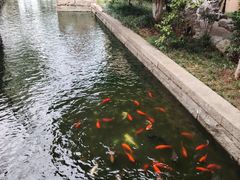 -苏州吴宫泛太平洋酒店