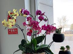 -欧奕国际动物医院