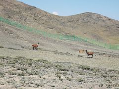 -新疆天山野生动物园