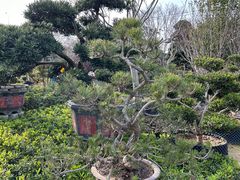 -龙大花卉苗木市场