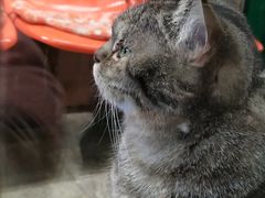 -猫咪博物馆(顶澳仔猫街店)