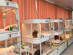 -翊宠yipet猫狗购宠庄园犬舍•猫舍