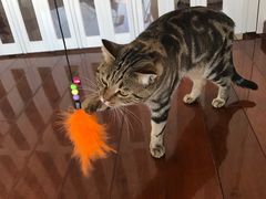 -Catmate·猫肥家润(金润铂宫店)