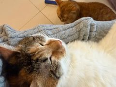 -平行世界·猫咖(首经贸店)