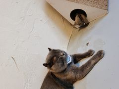 -猫友咖啡店(玉林西路店)