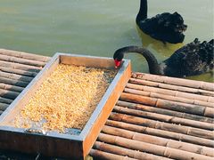-盐城丹顶鹤湿地生态旅游区