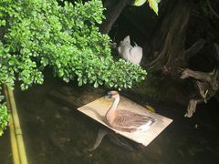 -优之名鹅城