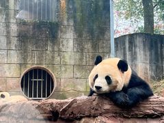 -中国大熊猫保护研究中心雅安碧峰峡基地