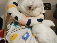 -平行世界·猫咖(首经贸店)