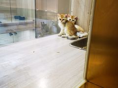 -飞行喵MR PILOT|猫舍·猫咖(静安大融城店)