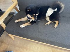 -南京Hallo宠物乐园·哈罗犬舍·柴犬繁育基地