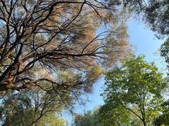 -榴花公园
