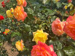 -北京植物园南门售票处