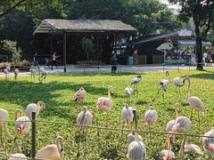 -广州长隆飞鸟乐园