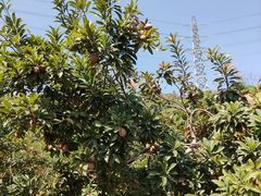 -中国移动南方基地