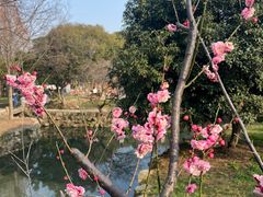 -无锡梅园公园