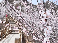 -大岭沟猕猴桃谷风景区