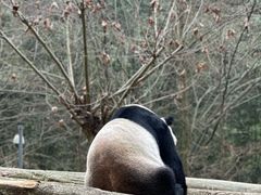 -都江堰中华大熊猫苑
