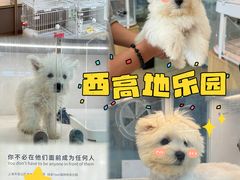 -翊宠yipet猫狗购宠庄园犬舍•猫舍