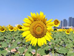 -光明小镇欢乐田园