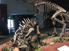 -自贡恐龙博物馆