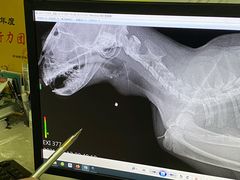 -芭比堂动物医院广州顽皮分院
